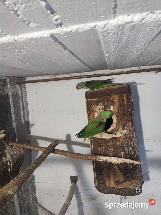 Aleksandretty wielkie dwa samce Ptaki śląskie Pszczyna sprzedam