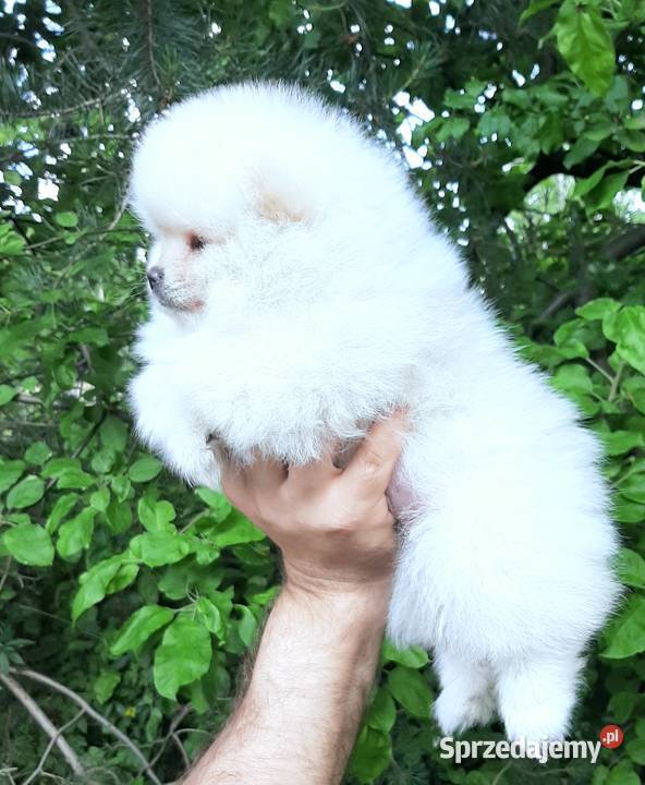 Dziewczynka szpic miniaturowy pomeranian