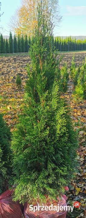 Tuje szmaragd 90 100 110 120 130 140 transport Ogród Kraków
