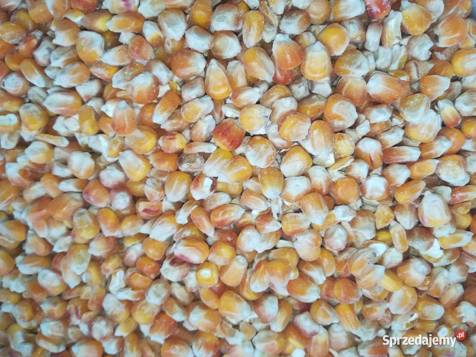 sprzedam owies pszenicę i jęczmień transport Zboża Żywiec