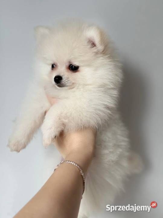 Szczeniaki rasy Szpic miniaturowy Katowice