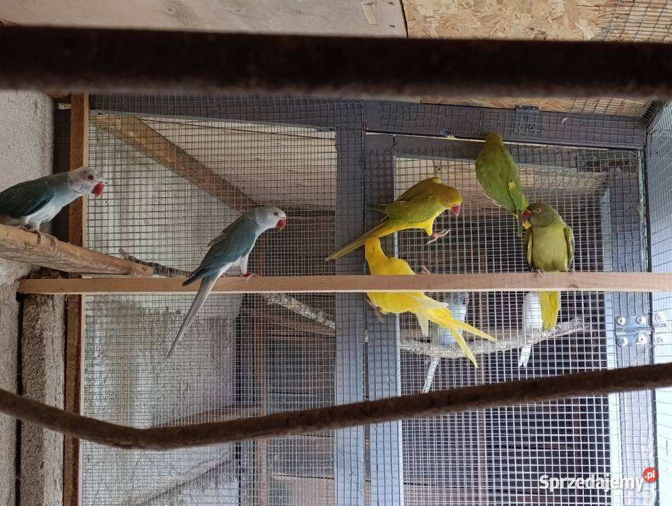 Aleksandrety obrożne głowa ogon Ptaki Grodzisk Wielkopolski sprzedam