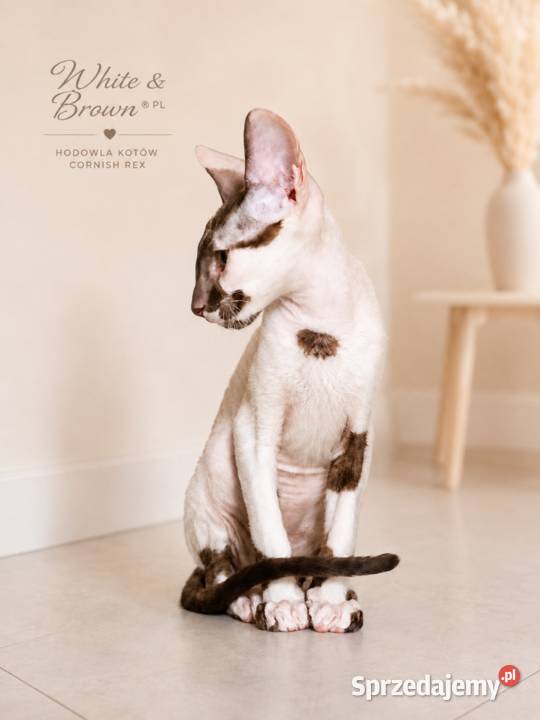Cornish Rex kocurek arlekin gotowy do odbioru Słupsk