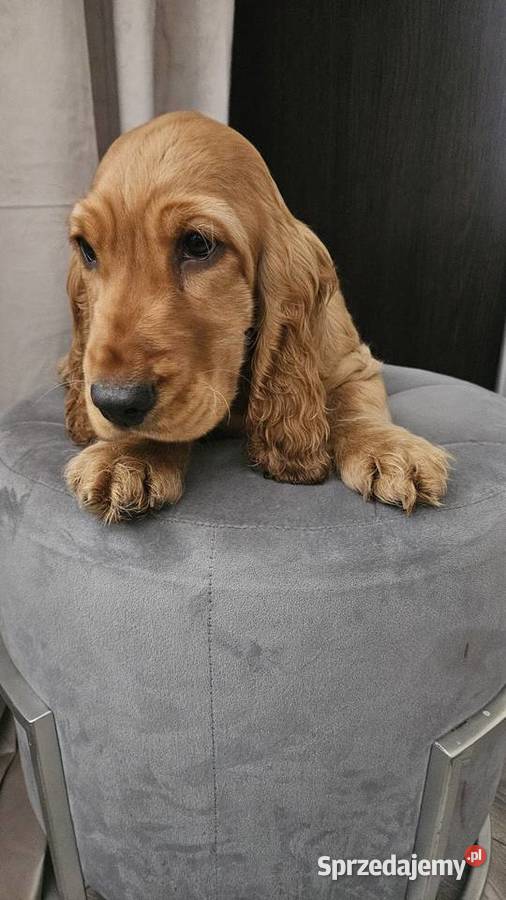 Cocker spaniel piesek świętokrzyskie Busko-Zdrój sprzedam