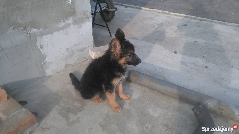 szczeniaki wilk długowłosy