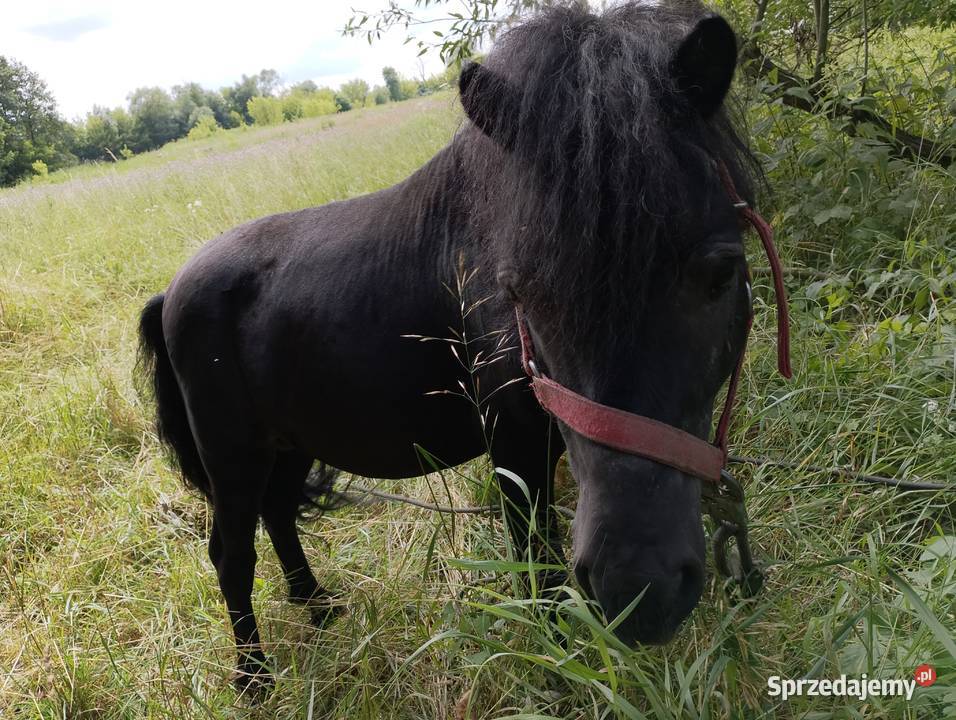Na sprzedaż trzy kuce możliwość zakupu Zawieprzyce