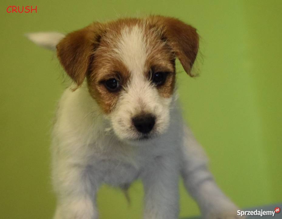 Jack Russell Terrier szczenięta z rodowodem ZKwP Jack Russell Terrier
