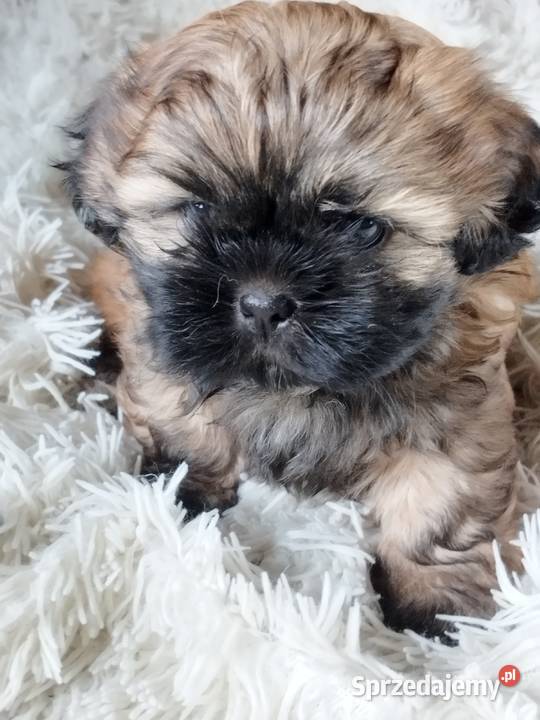 Złoty Shih tzu z rodowodem Wróblew
