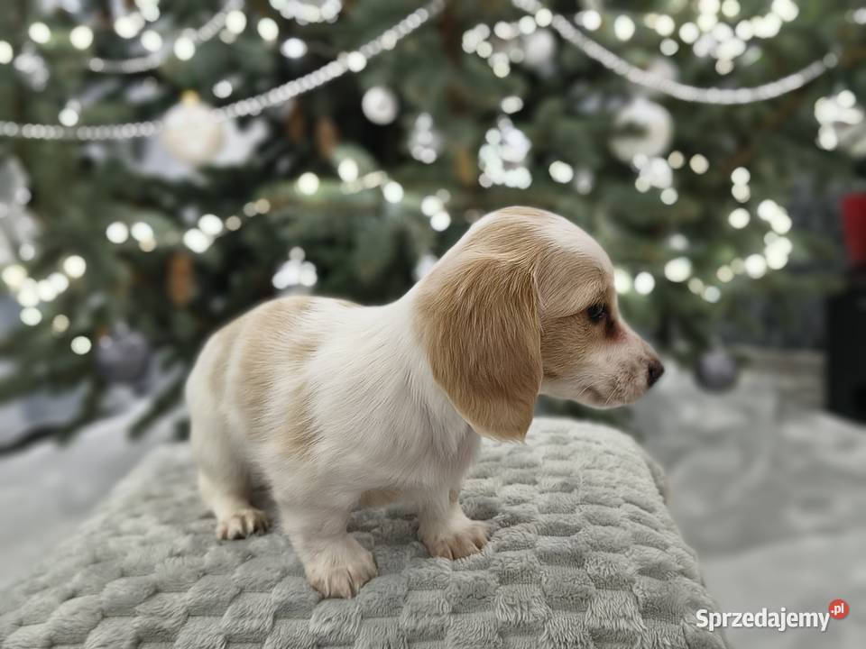 Jamnik długowłosy miniaturowy Dackel dachshund Żychlin