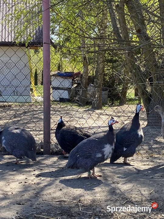 Jaja lęgowe perliczek pantarek Krasnystaw sprzedam