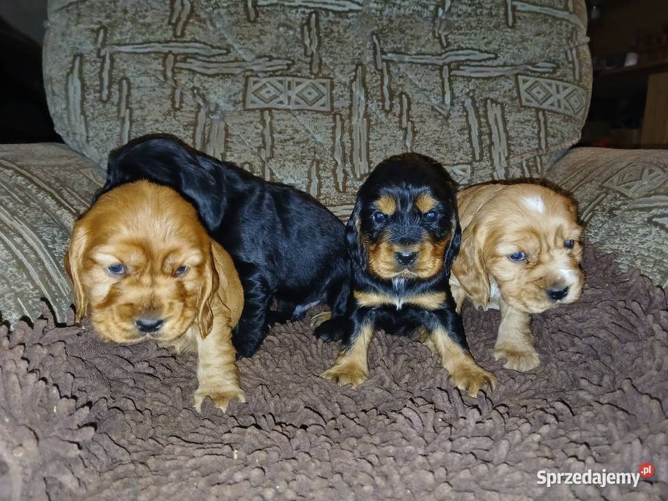 Śliczne Szczenięta Cocker Spaniel Angielski Sieradz