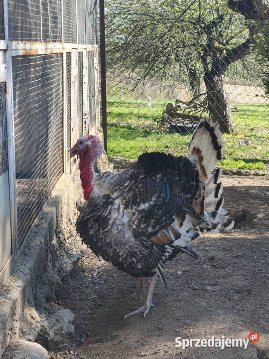 Indyk Indor odbiór w Przemyślu podkarpackie Przemyśl
