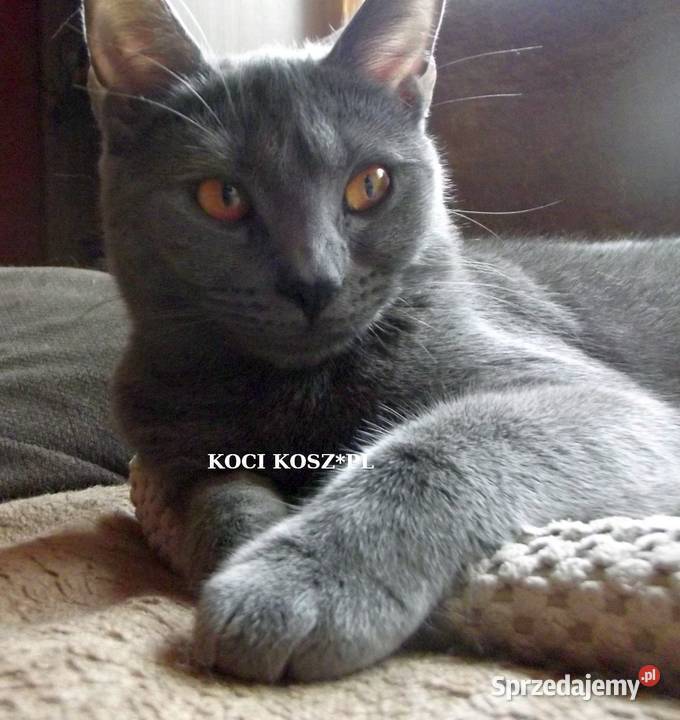 Koty KartuskieChartreux amatorska hodowla KOCI Warszawa