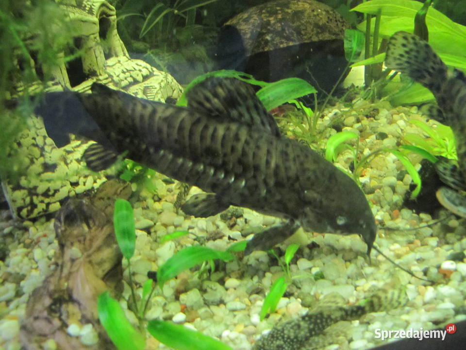 Kiryśniki czarnoplame sumy kujawsko-pomorskie Toruń