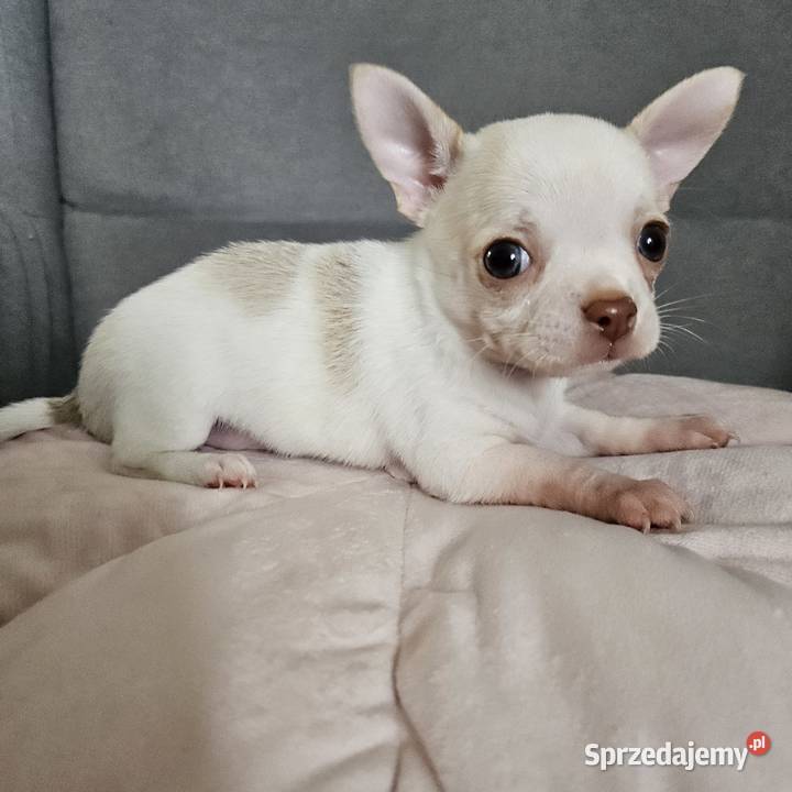 Chihuahua piękna suczka rodzicach FCI Rajsko