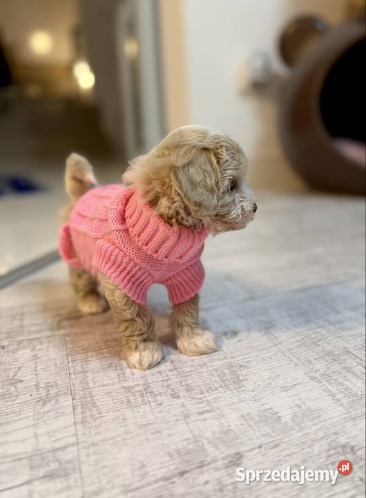 Maltipoo maleńka dziewczynka gotowa do odbioru Maltańczyk