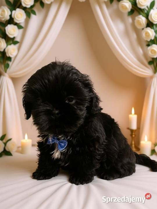 Śliczny piesek rasy ShihTzu szuka domku