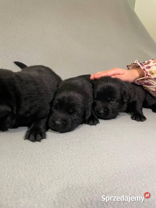 Szczeniak Labrador Retriever wielkopolskie