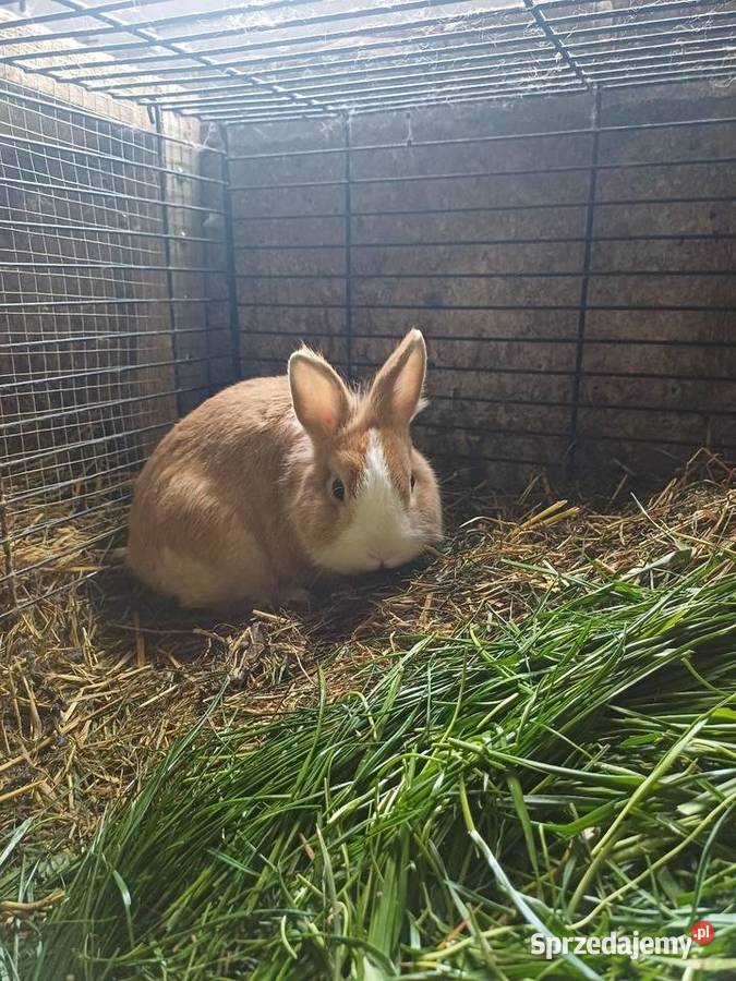 Króliki miniaturki Zamość