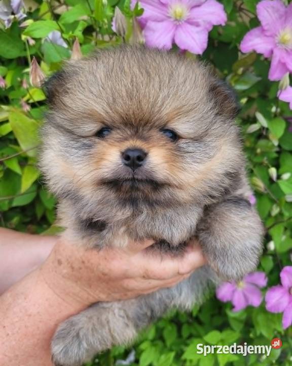 Piękne szczenięta szpic miniaturowy pomeranian Toszek sprzedam