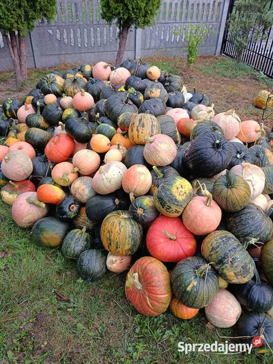 Sprzedam dynię Ropczyce
