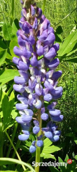 Łubinsadzonki 5 Gdynia