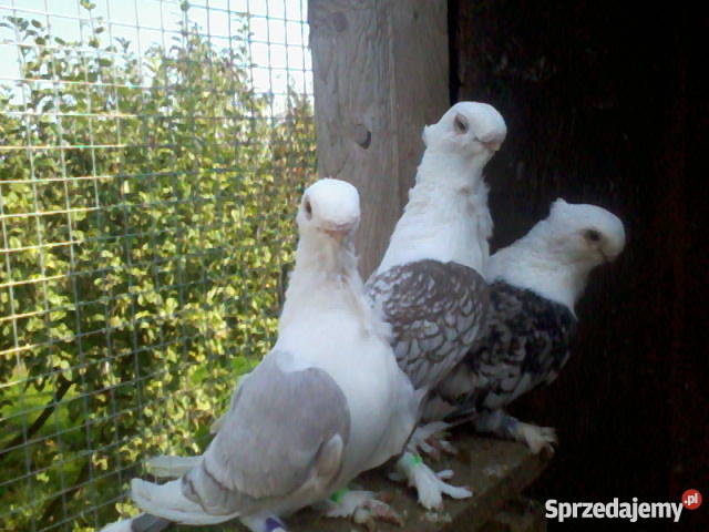 golebie standarty Legnica