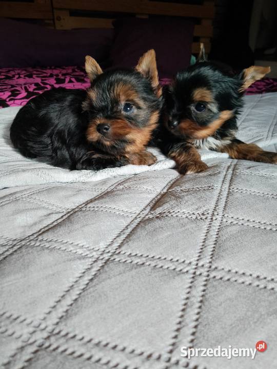 Sprzedam York shire Terrier Tanowo sprzedam