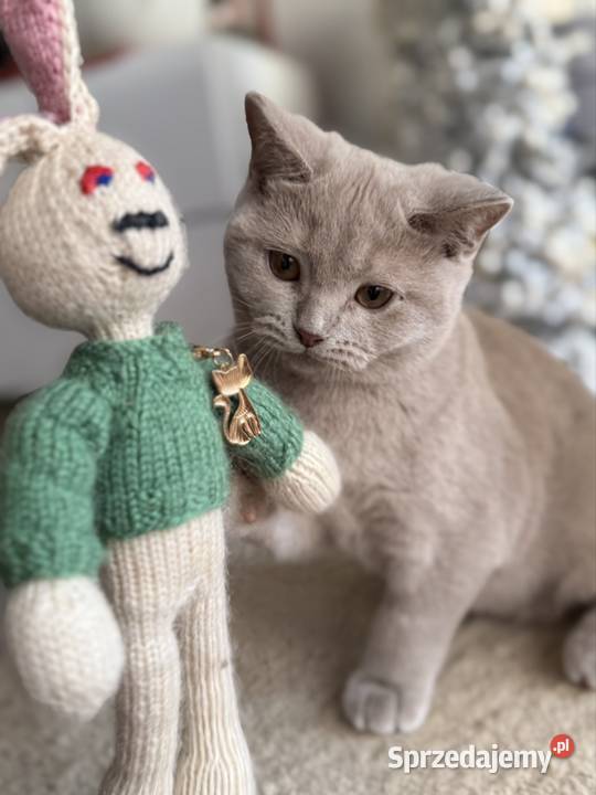 płowy brytyjski kocurek kujawsko-pomorskie Inowrocław