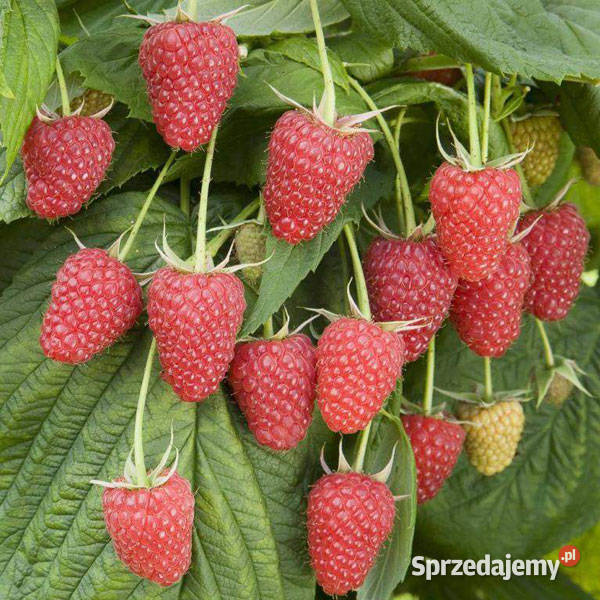 Sadzonki malin poziomek Lębork sprzedam