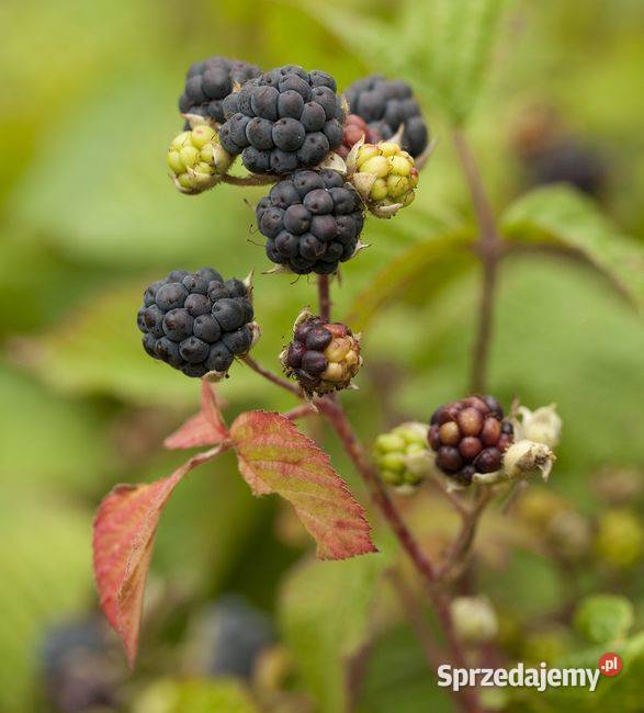 Jeżyna popielica sadzonki Jasło sprzedam