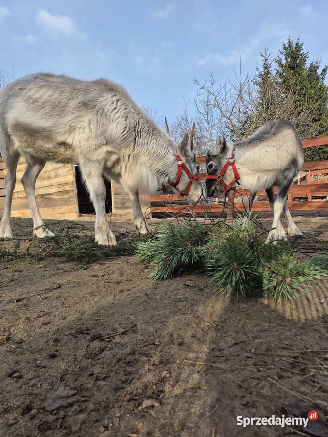 Sprzedam zamienię renifera Skandynawia Reindeer Łomża