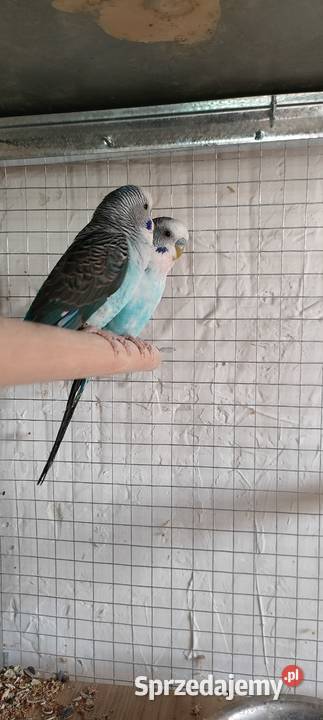 Sprzedam faliste czarnoskrzydłe podkarpackie Mielec sprzedam