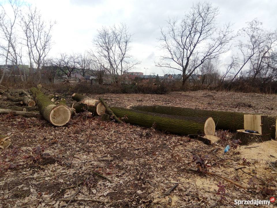 Dęby super mazowieckie Wołomin