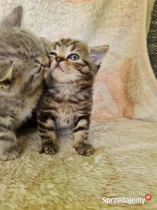 Kotki brytyjskie bez rodowodu Brytyjski Wołczyn