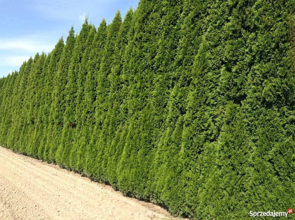 TANIO TUJE NA ZYWOPLOT SZMARAGD SHMARAGD THUJE Warszawa