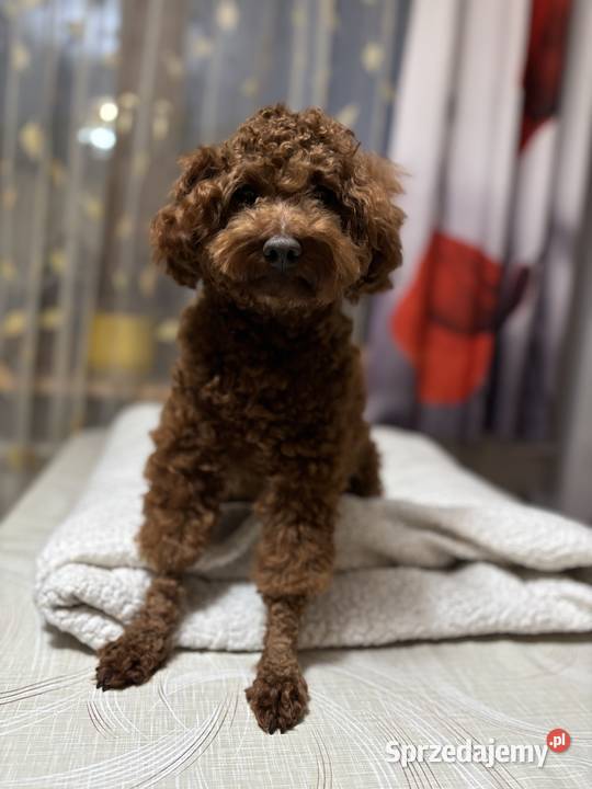 Pudel Toy red brown piesek czeka na partnerki lubelskie sprzedam