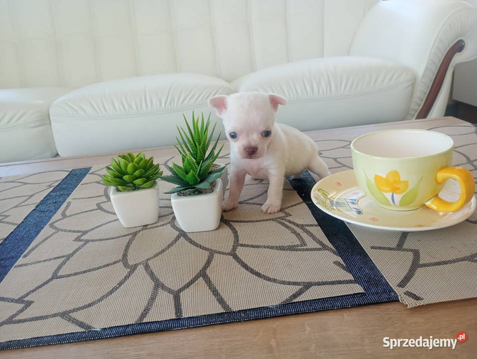 Chihuahua minimini suczki z rodowodem Chihuahua Opole