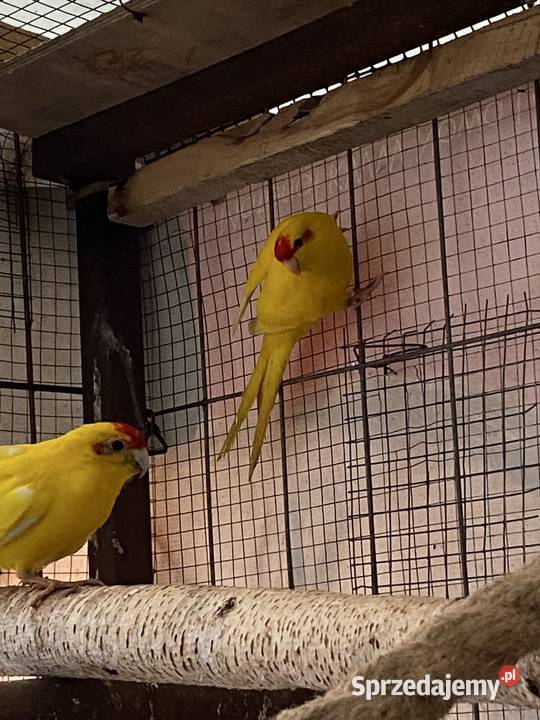 Sprzedam modrolotki kozy