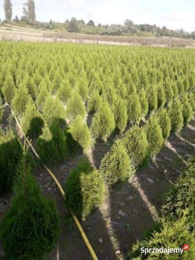 Tuja szmaragd tuje 80 110 piękne sadzonki Ożarów