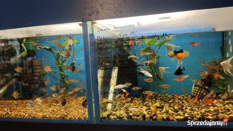 Ryby akwarystyczne Szczecin sprzedam