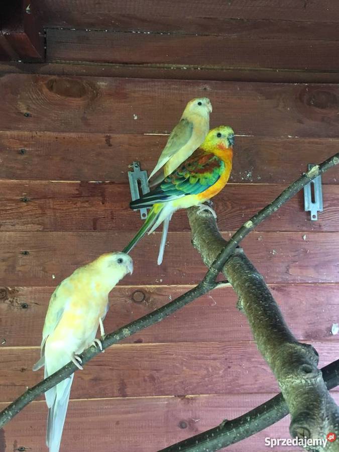 Papugi świergotki Nowy Wiec