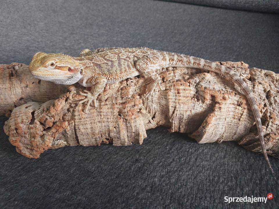Agama brodata Gady i płazy