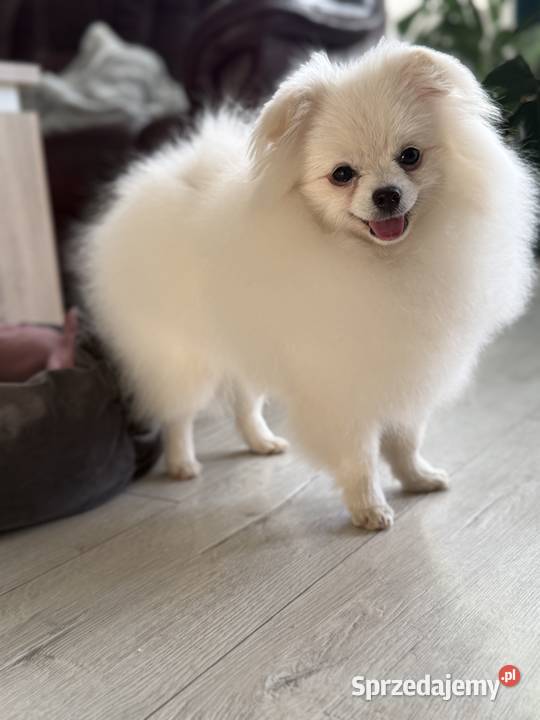 Pomeranian Szpic Miniaturowy Biały FCI Tomaszów Lubelski