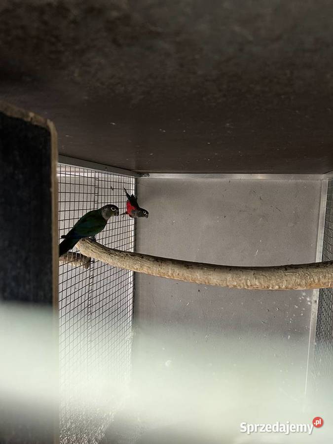 Rudosterki czerwonobrzuche Krobia sprzedam