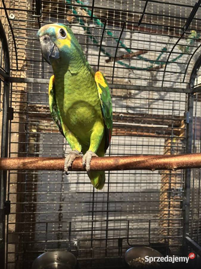 Papugi Gdów sprzedam