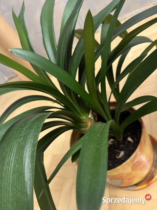 Kliwia pomarańczowa doniczkowa clivia miniata Pozostałe Częstochowa