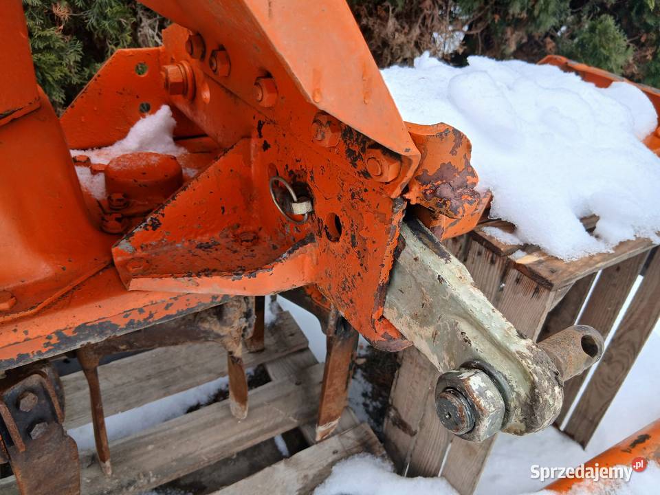 Brona wirowa maschio 25 Nowa Wieś sprzedam