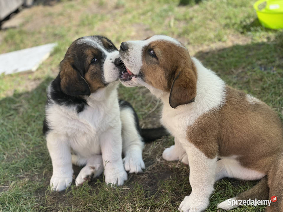 Owczarek Środkowoazjatycki Szczeniaki Iłża
