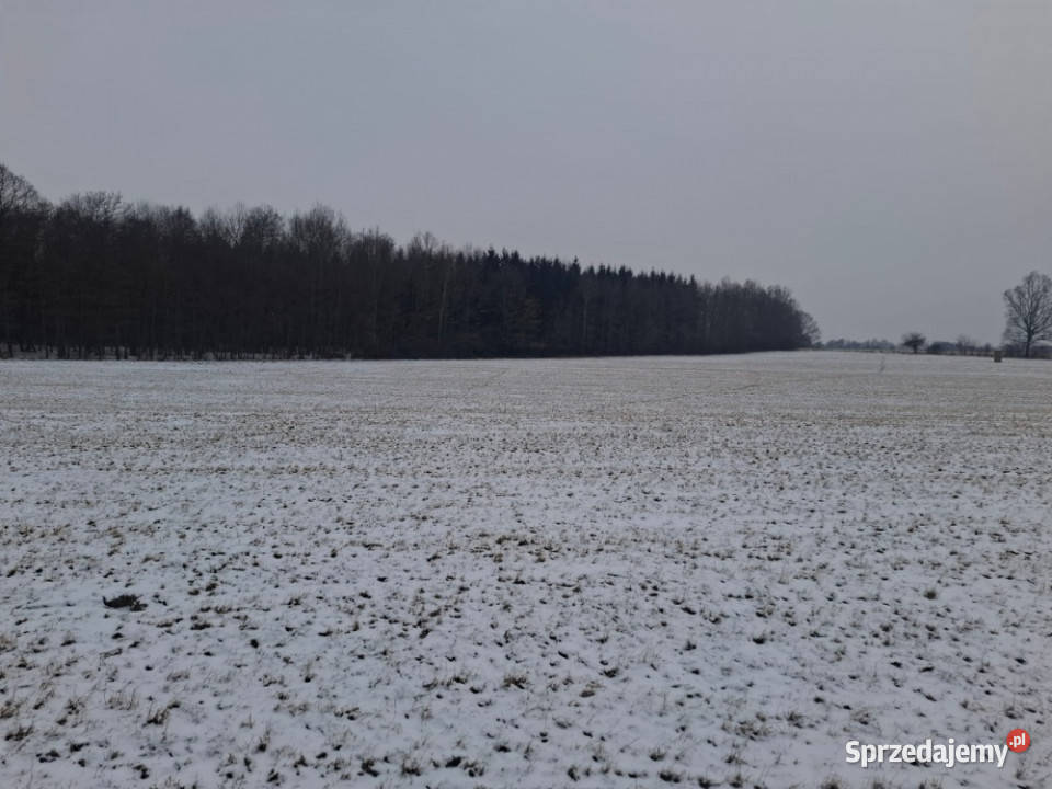 16 ha ziemi Gorzanów